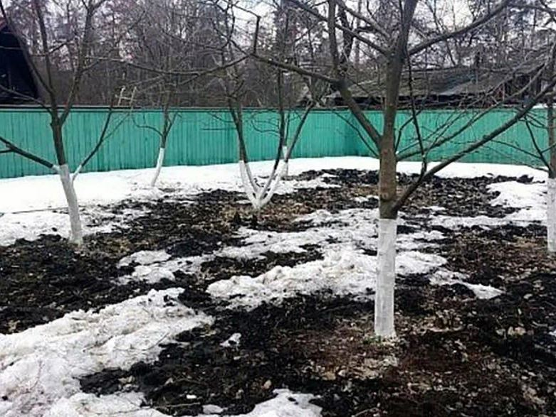 Наконец-то в сад пришла весна