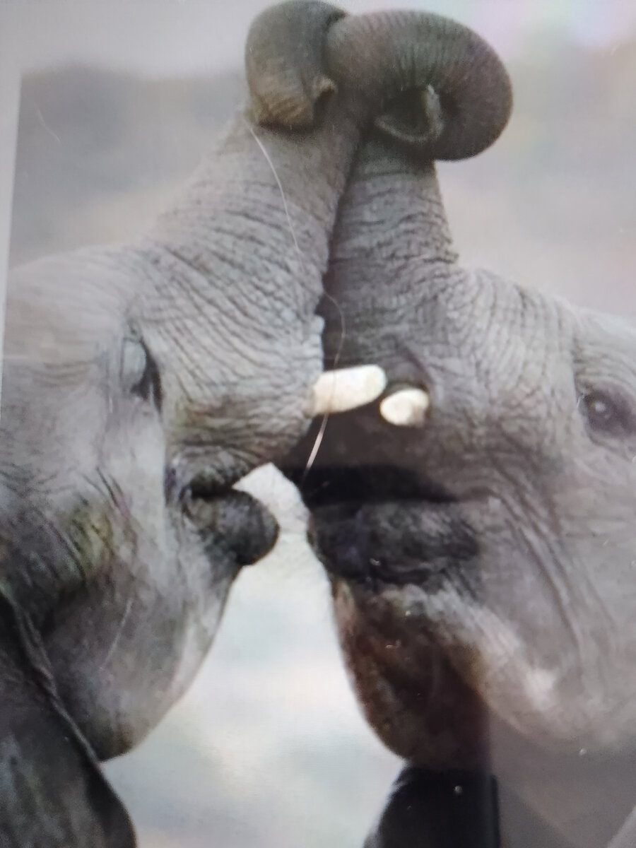 Друзья слоник. Слоны целуются. Слоники любовь. Объятия животных. Слоны обнимаются.