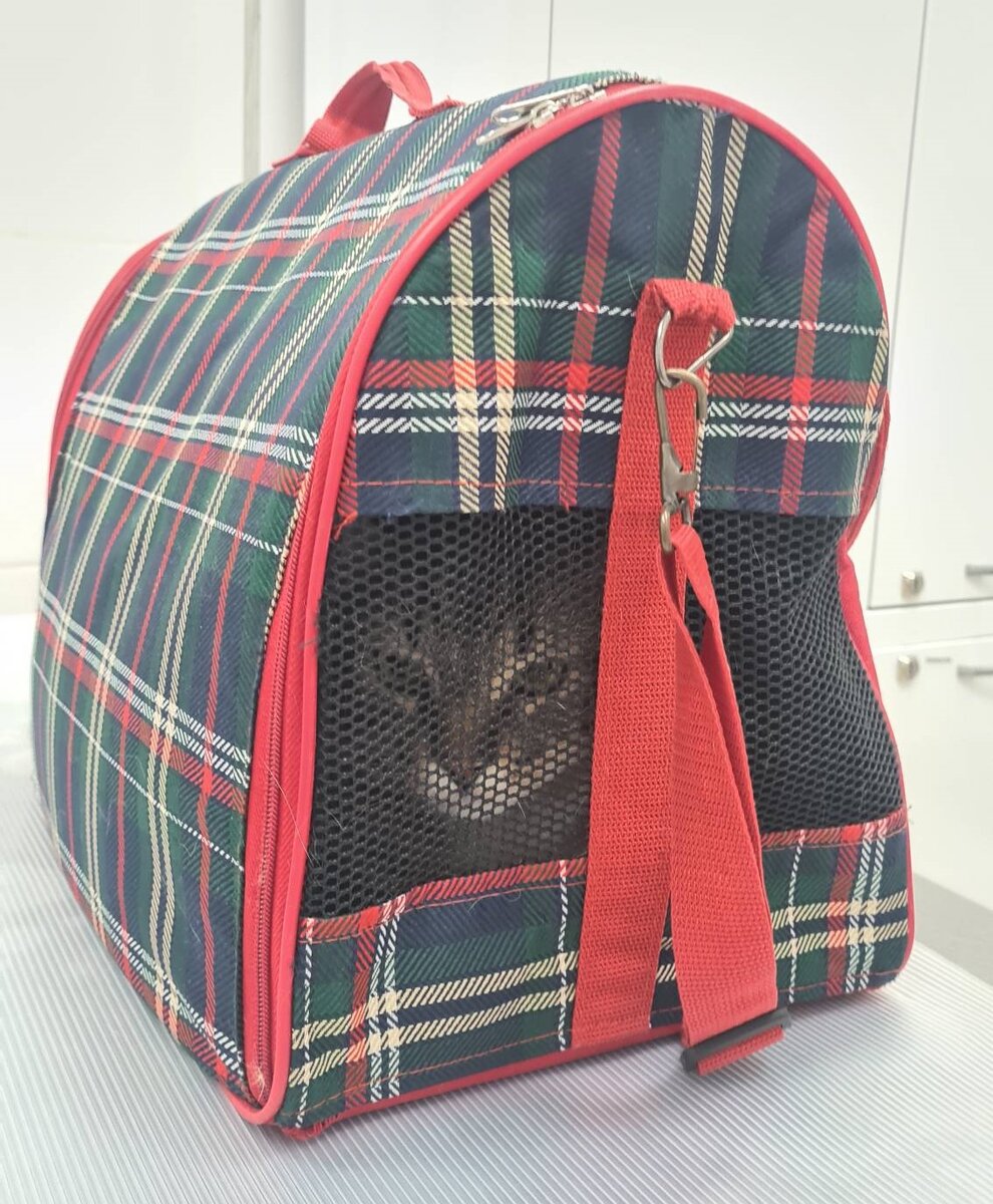 Кот Бруно, мужественно выдержавший все и не проронивший ни слова.