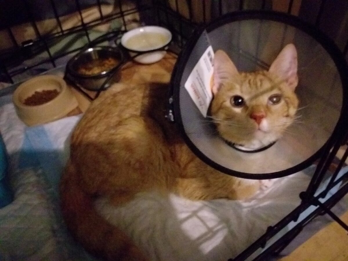 © ВСЕ ОТТЕНКИ КОШАЧЬЕГО. Кот Марк 🐾