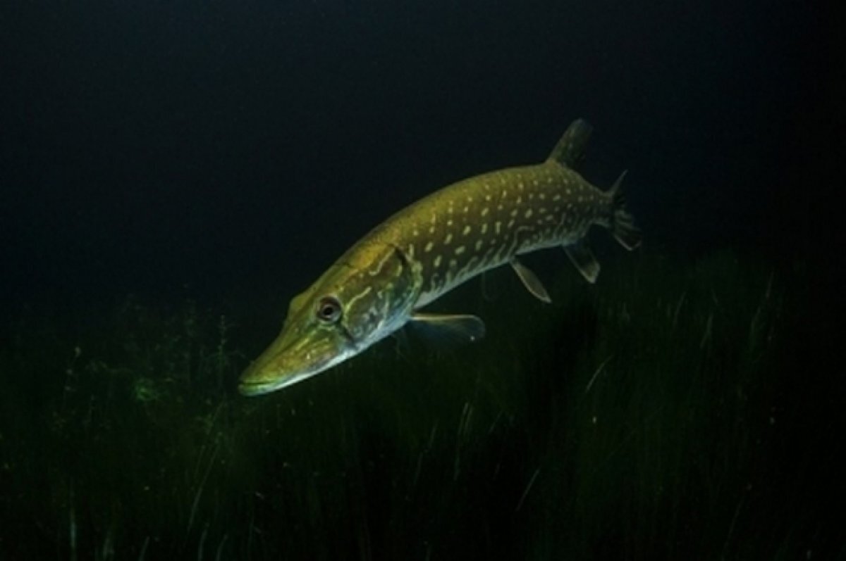    В Липецкой области более чем на месяц запретят на ловлю щук в водоемах