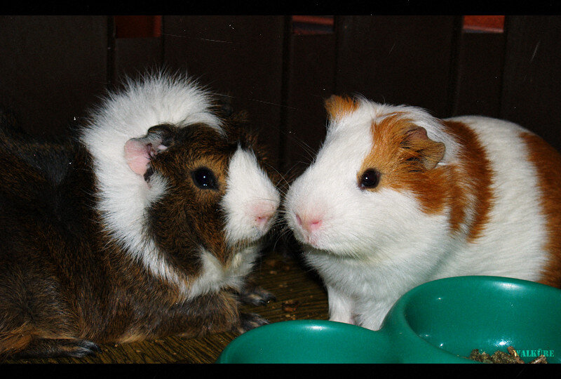 Фёфычка и Апунечка. Фото моё.