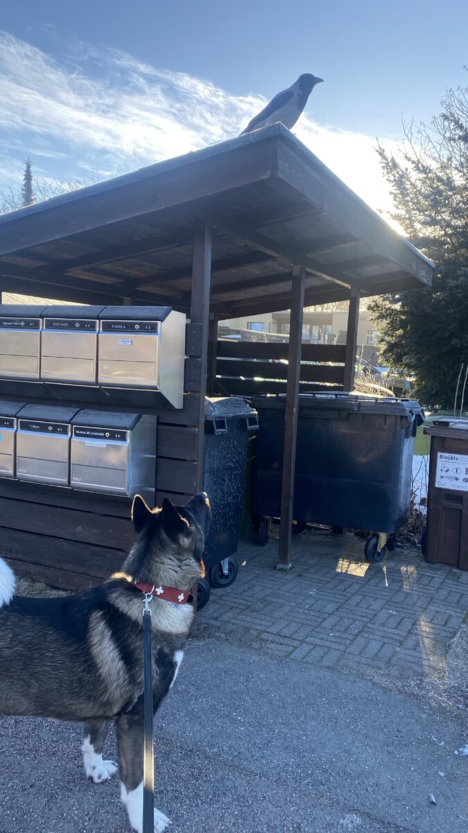 Молли и ворона