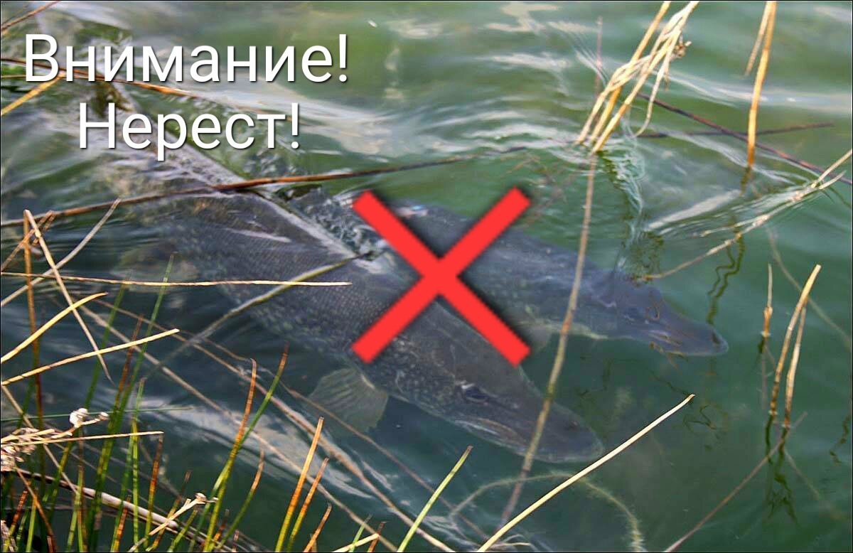 Можно ли ловить в нерестовый запрет. Нерестовый запрет. Нерестовый запрет 2023. Нерестовый запрет в Московской области. Запрет на рыбалку в 2023 году.