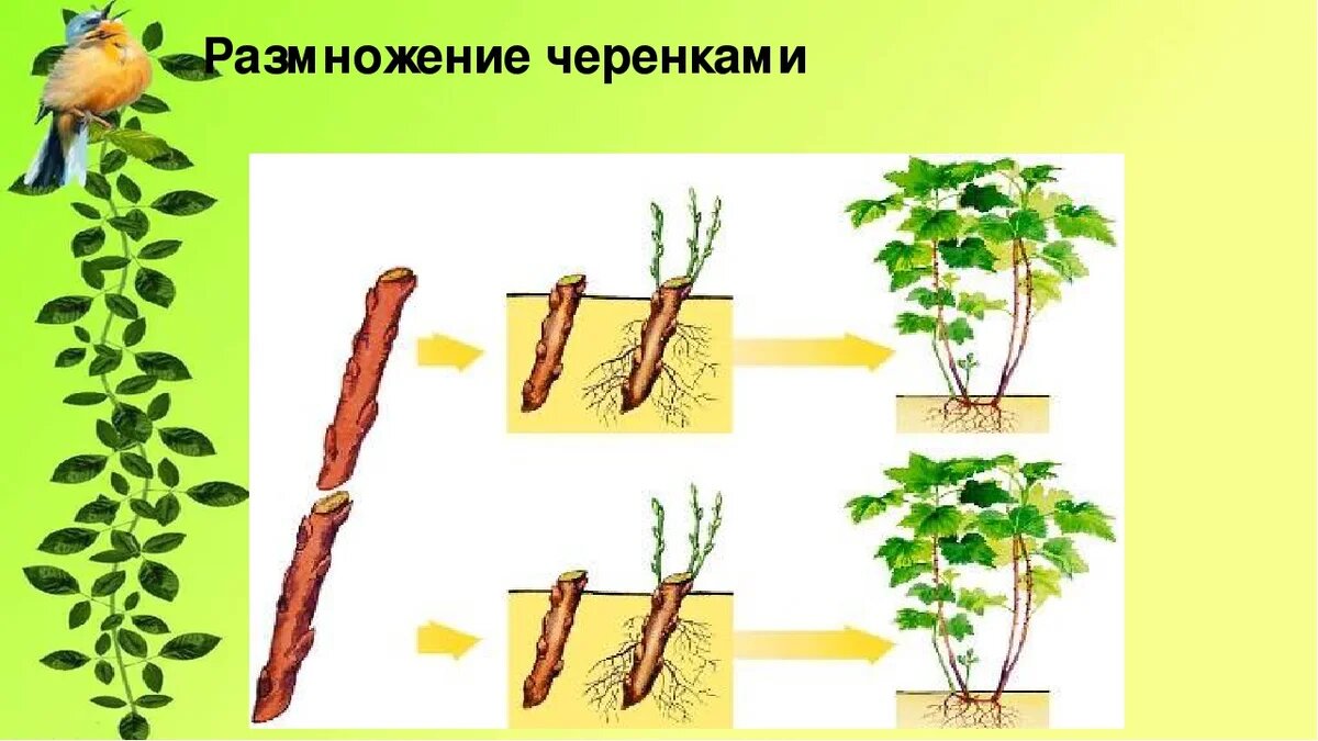 Способ размножения изображенный на рисунке носит название