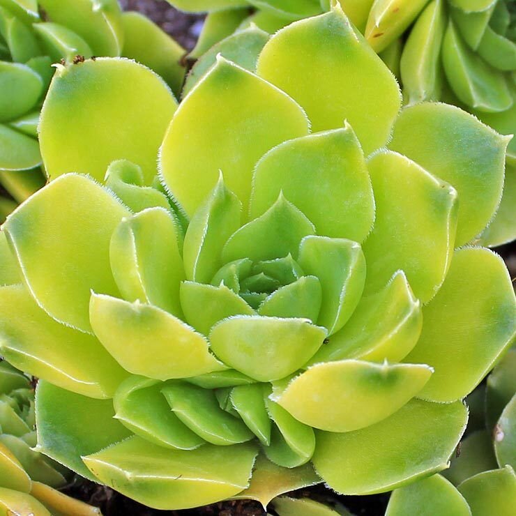 Молодило. Фото с сайта https://ru.pinterest.com/pin/jovibarba-heuffelii-lemon-sky--194006696427043385/