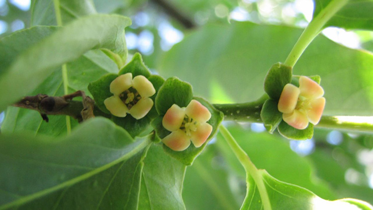 только так и можете опрделить пол дерева по форме цветения 