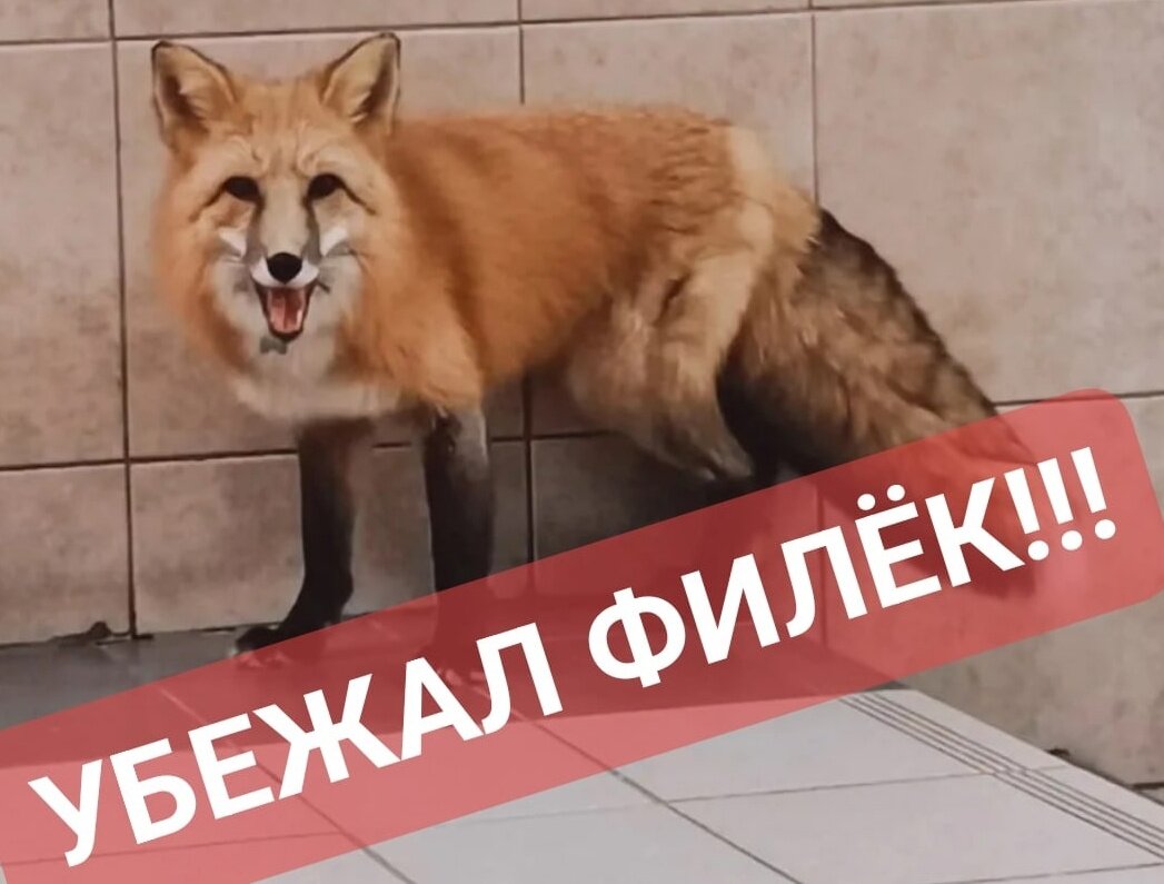    Фото из группы «МОЯ МАЛЕНЬКАЯ ФЕРМА» Дом животных Рязань ВКонтакте