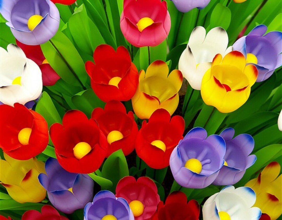 очень красивые тюльпаны. Не вериться, что это дно пластиковой бутылки. Правда?