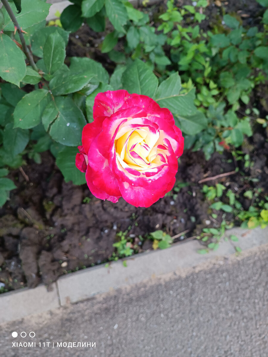 Вам для настроения красивучая роза. Встретила её по дороге на Озон. Теперь хочу такую же в свой сад-огород. 