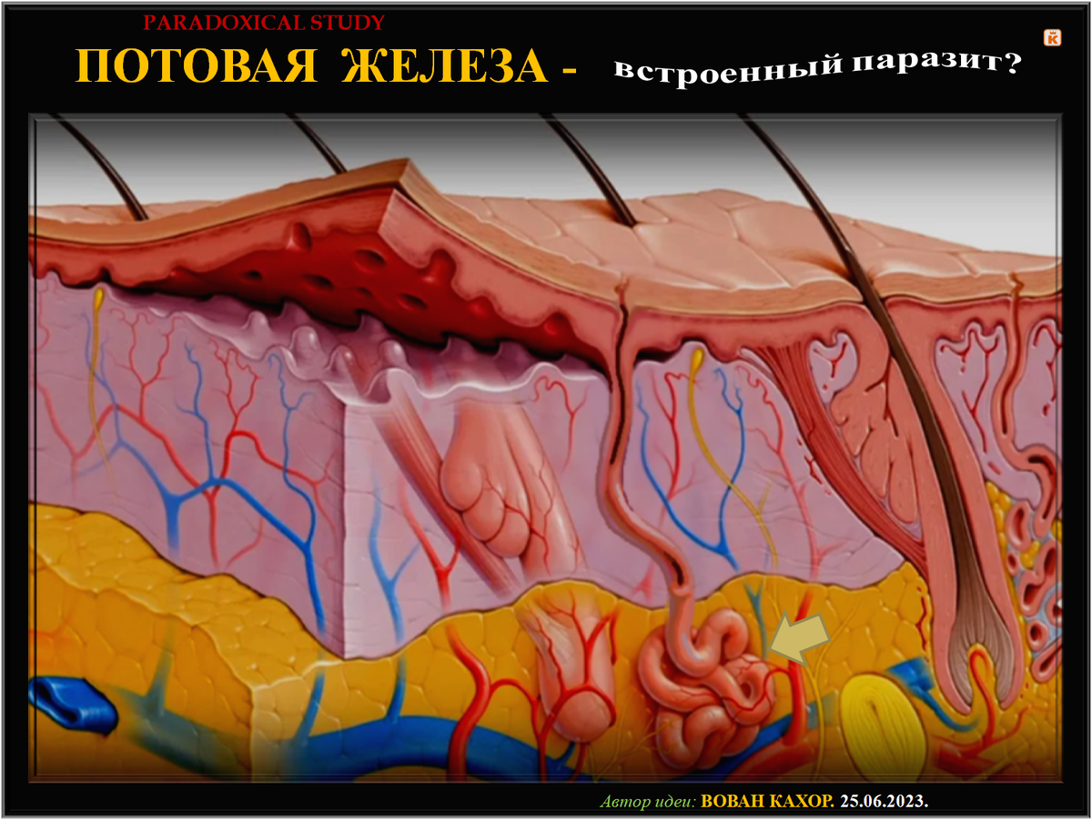 Потовые железы имеют вид. Потовые железы под мышками. Потовая железа уплотнена.