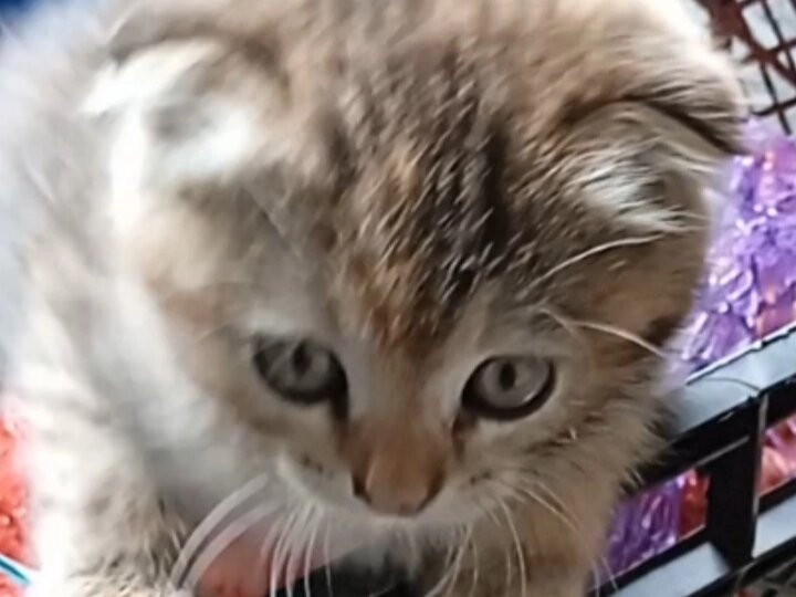 Моя вислоухая кошечка Картошка в детстве, 06.07.2022