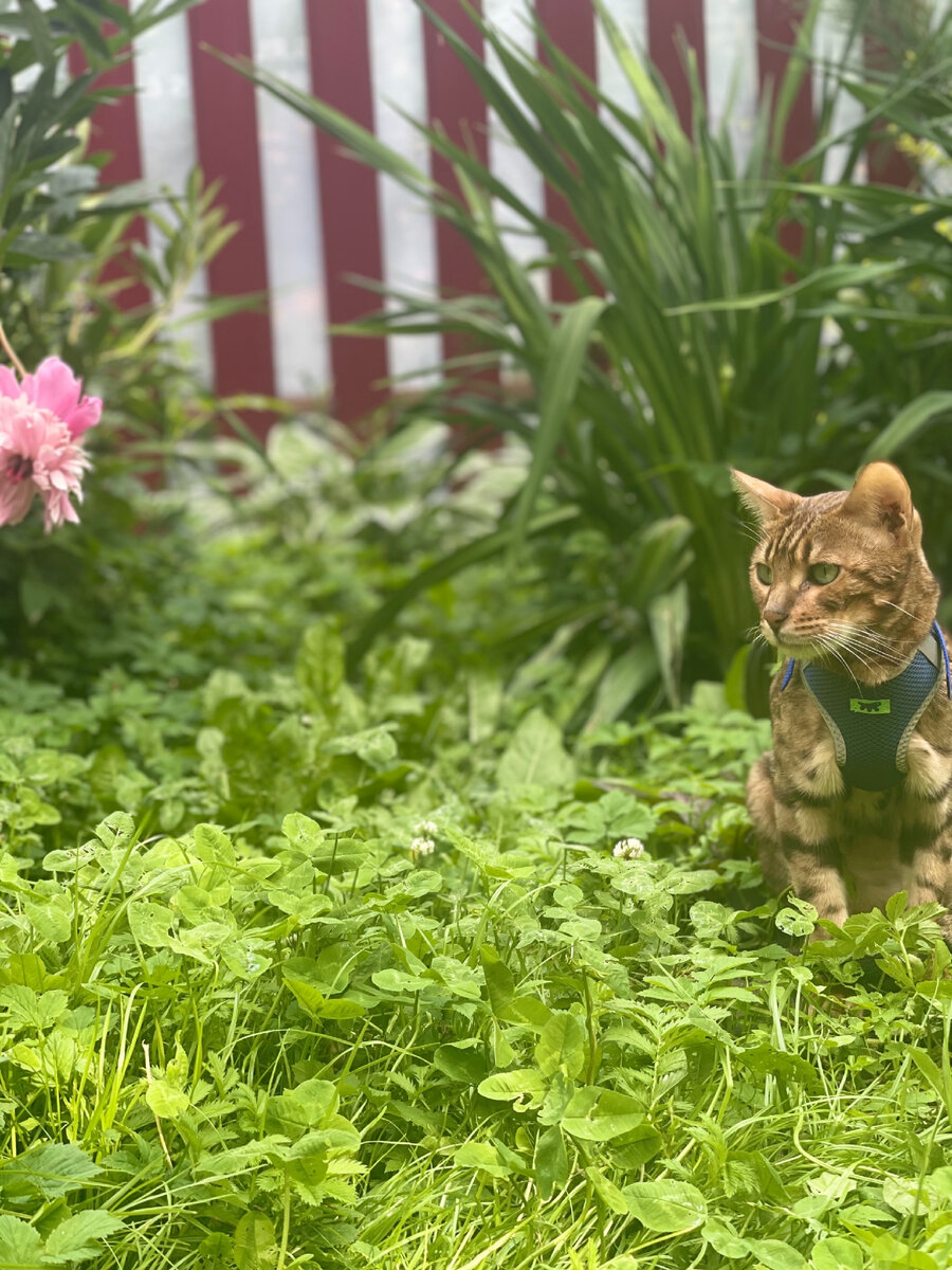 Рядом с самым красивым пионом в мире (или одним из самых) - «Сарой Бернар». 