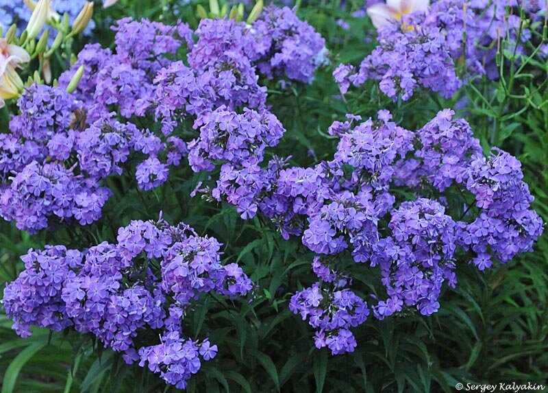 Флокс Птица Сирин в сумерках