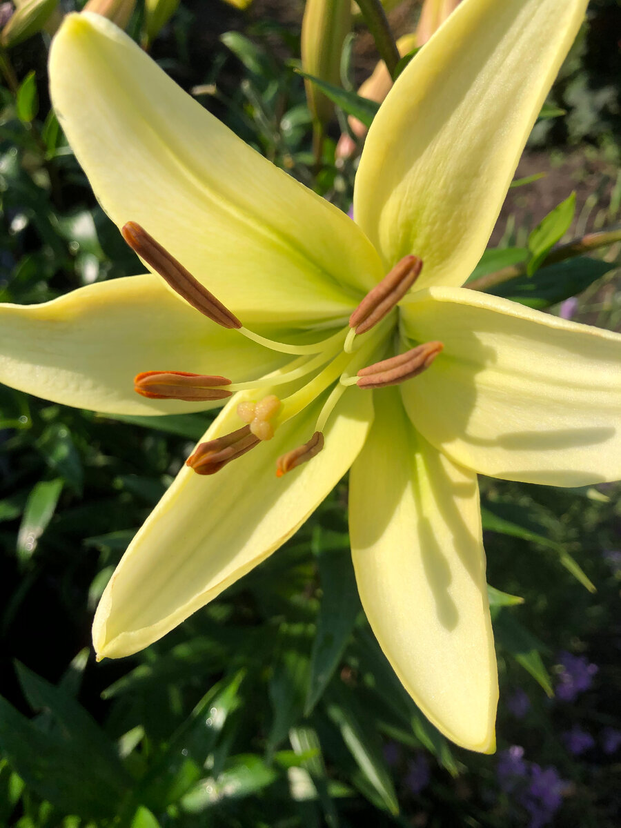 Лилия Йеллоу Пауэр.