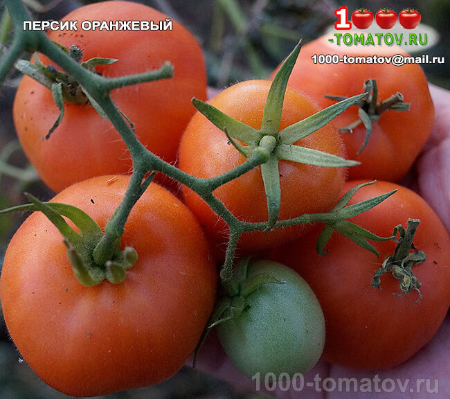 Томат Персик оранжевый  - Orange Peach Tomato фото 1