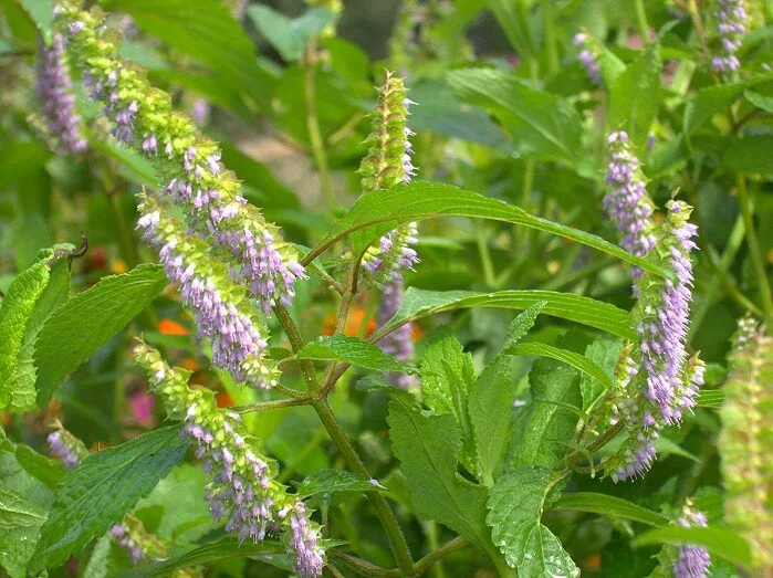 Источник фото: Яндекс. Картинки