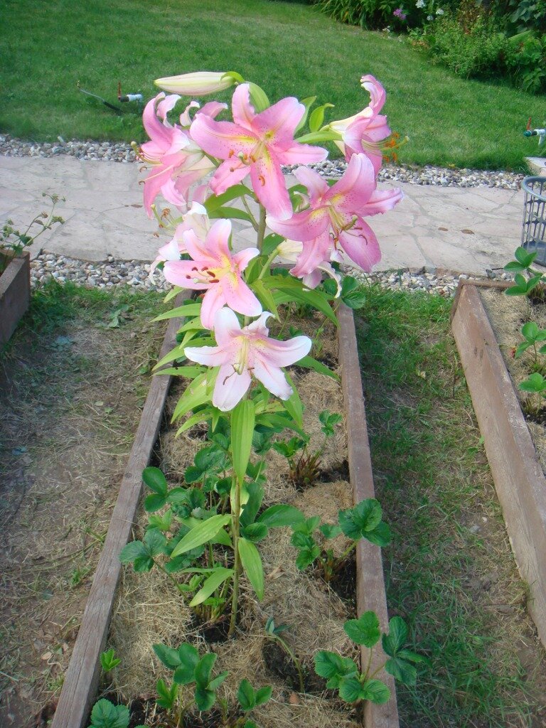 Лилии сажали вместе с клубникой