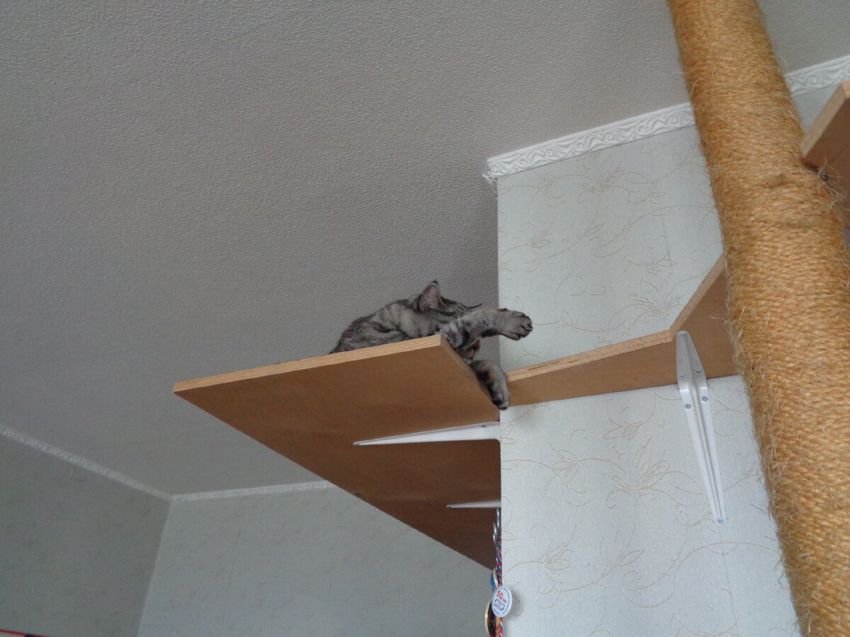 Кошка наверху