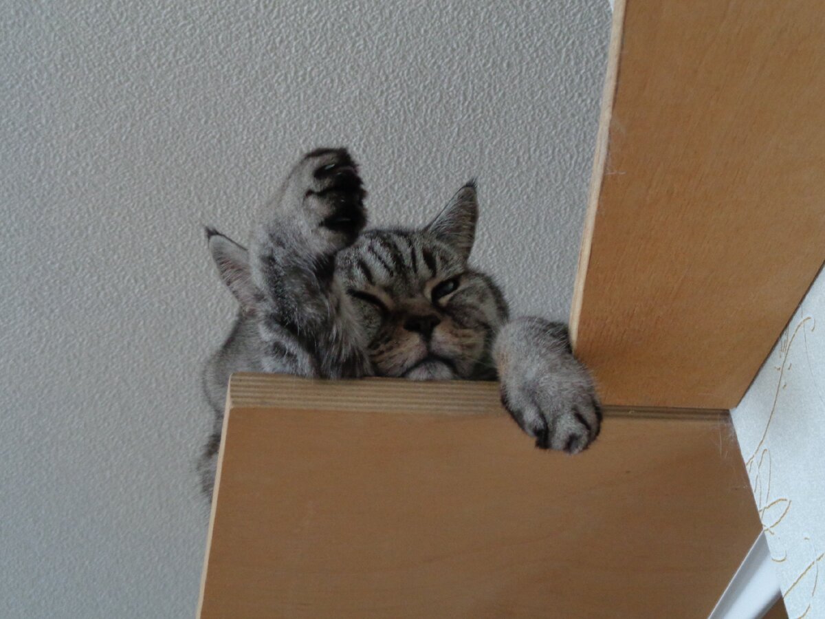 Кошка на полке