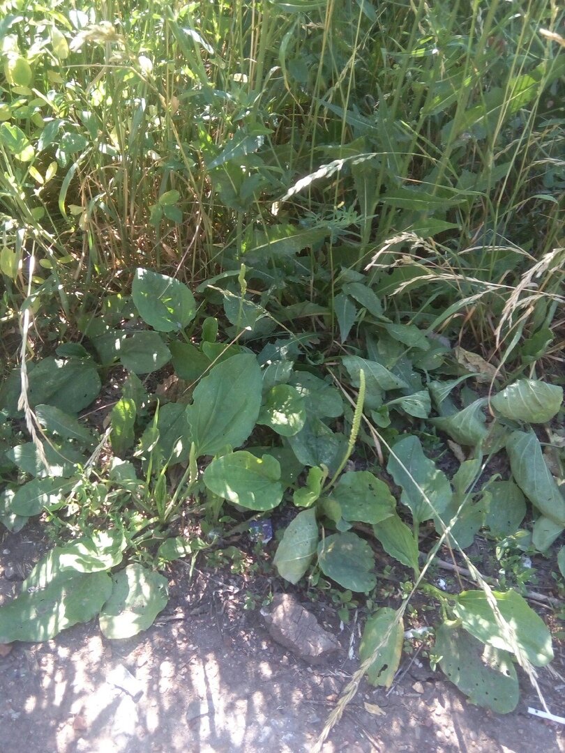 Фотографировать я не умею, но подорожник видно