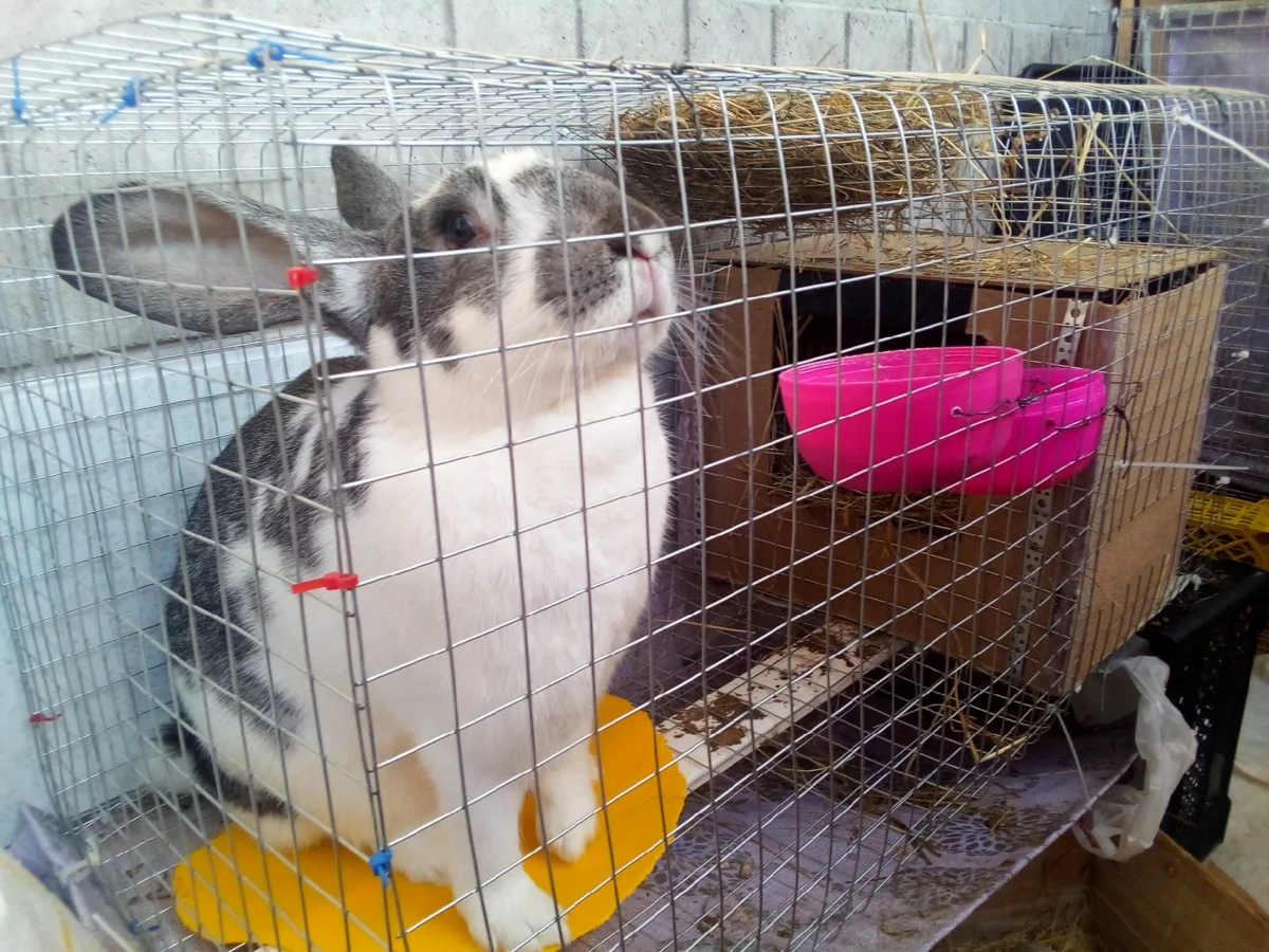 Мясная крольчиха Манга.