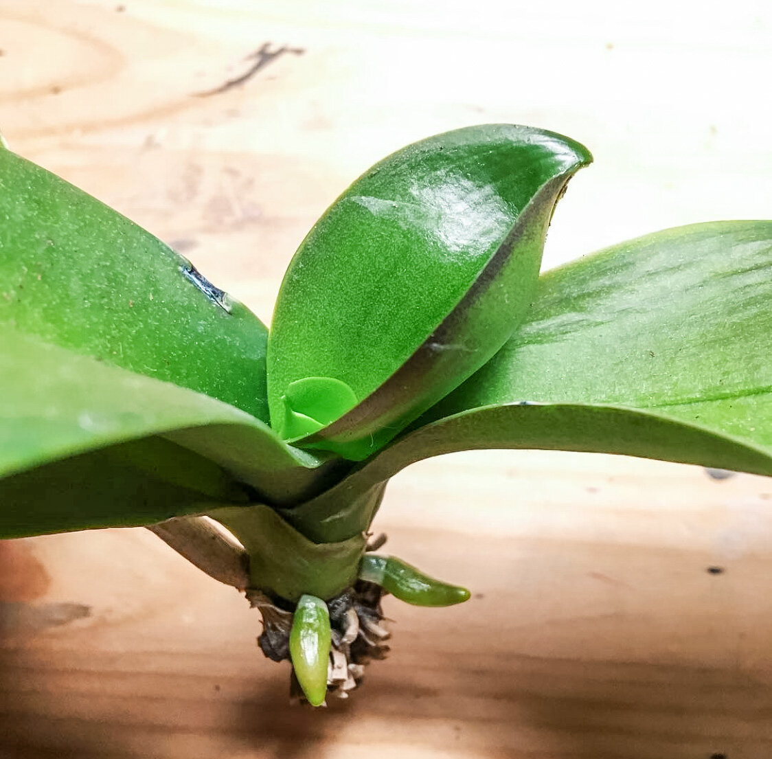 Молодые корешки орхидеи фаленопсис