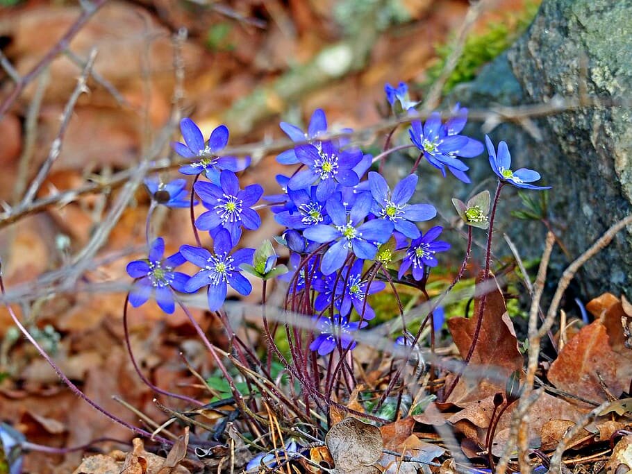 Печеночница (гепатика) – картинка из поисковой сети