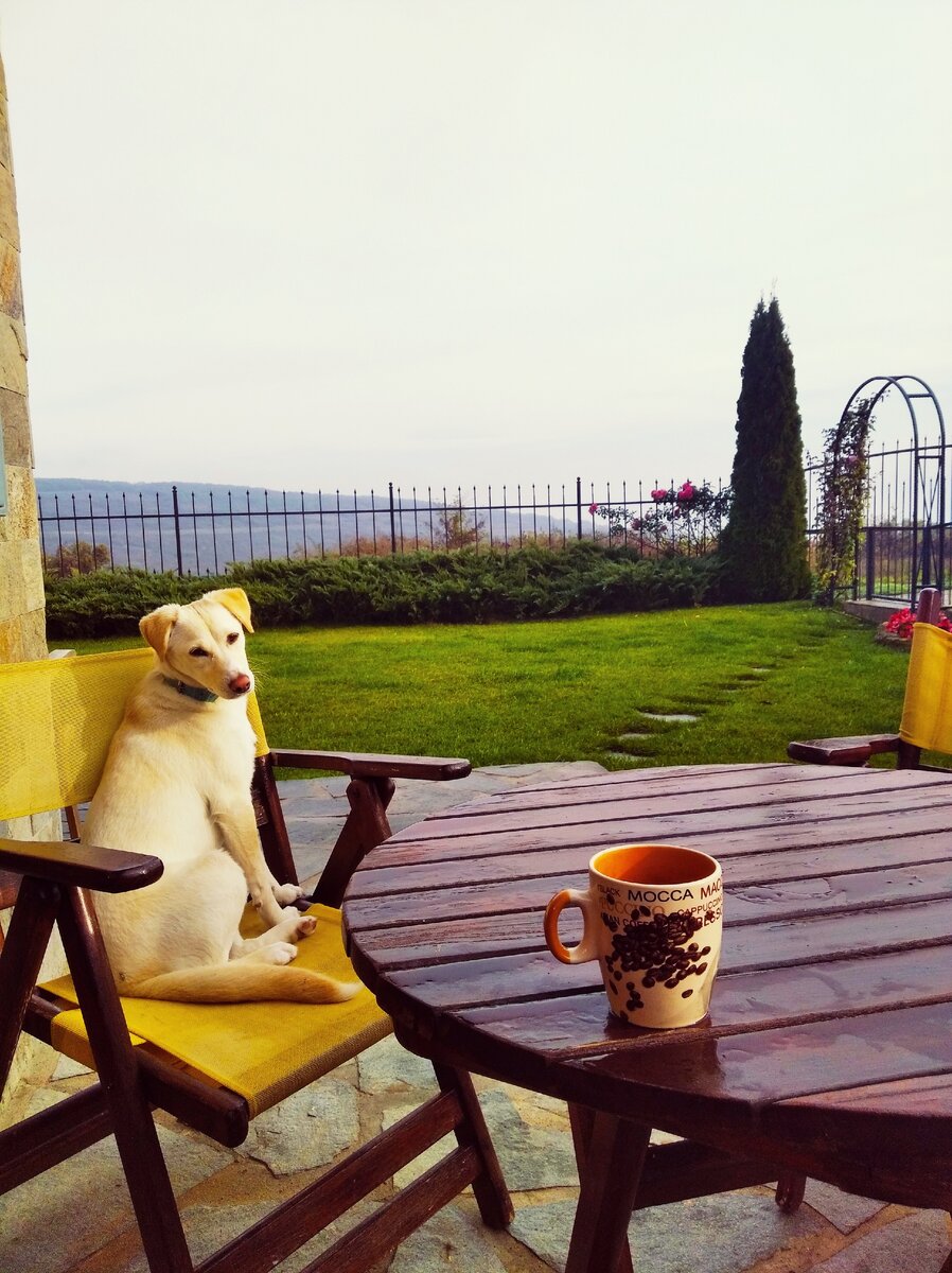 Моя Белла ( фото автора )