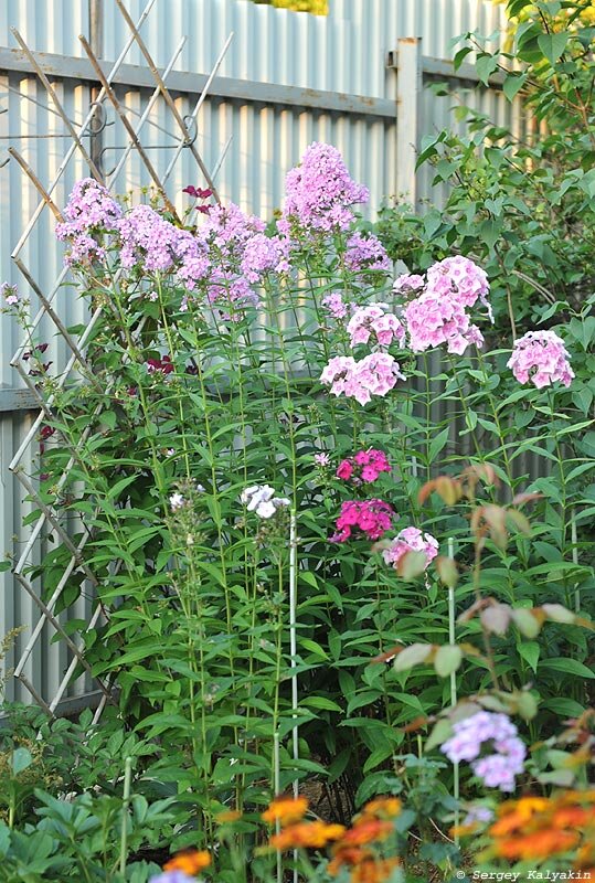 Флокс Реверанс в компании других флоксов и клематиса Стасик на даче