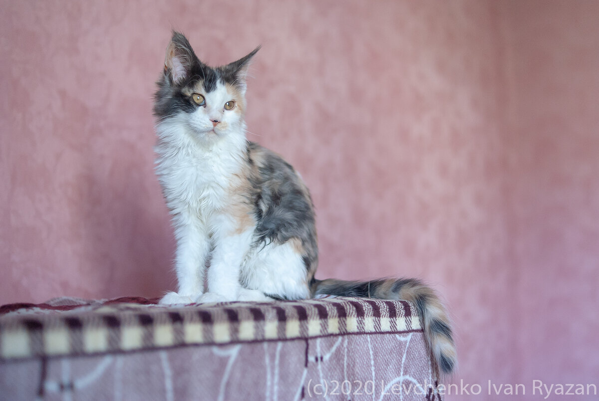 кошечка Мейн Кун Питомник ERASHCAT