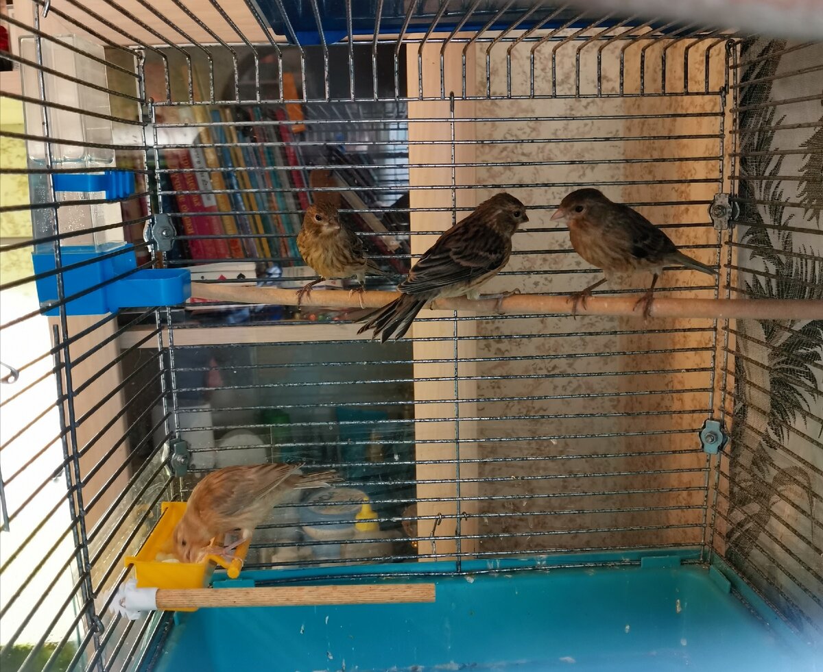 Наш "детский сад" 