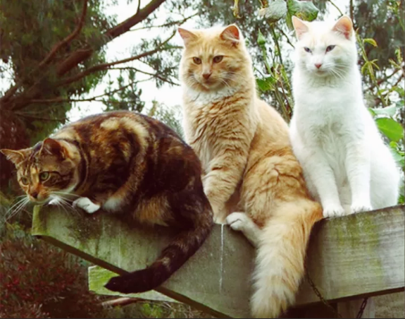 Идеальная комба. Взято с ресурса "Яндекс картинки".