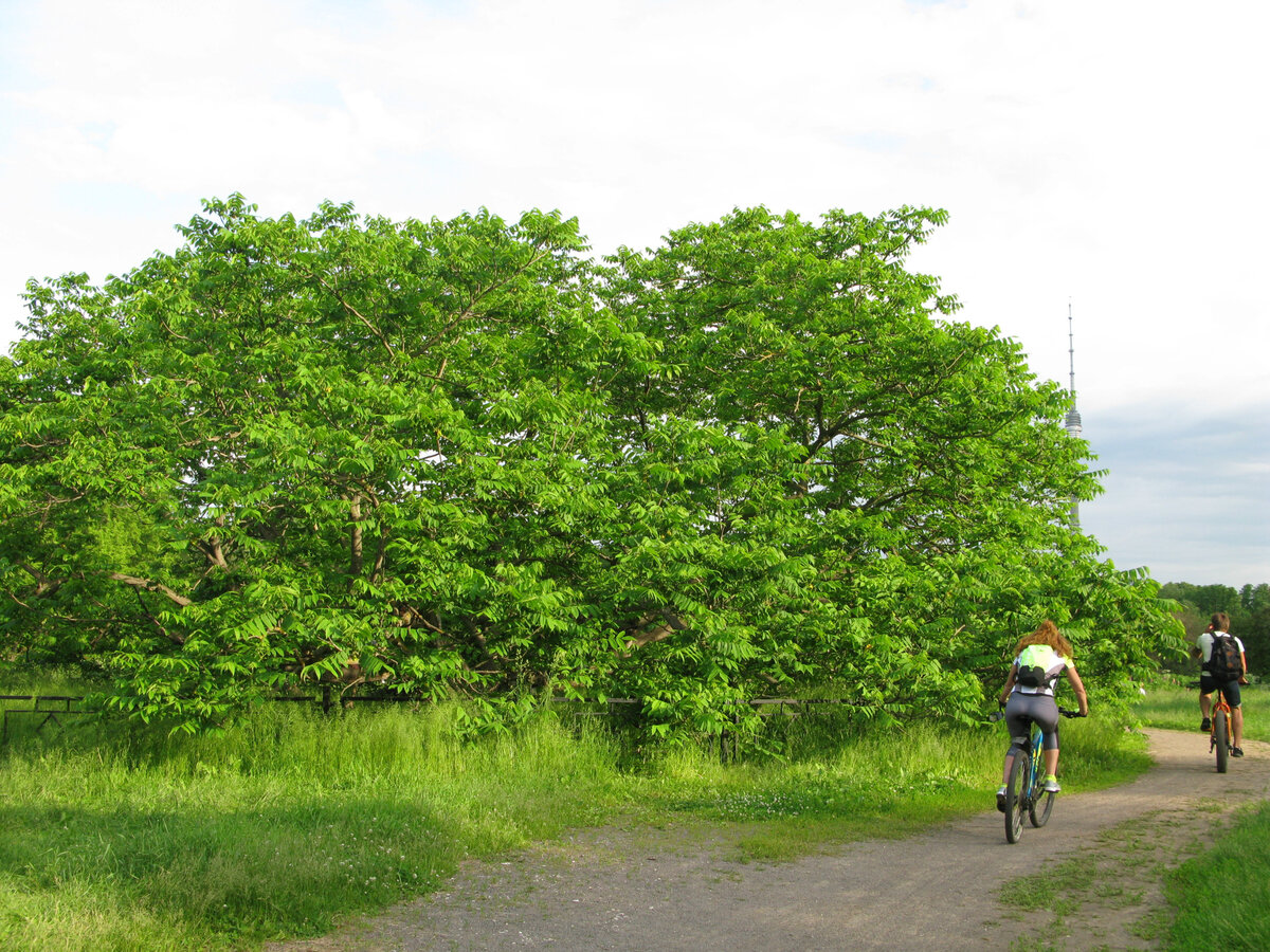 Манчжурский орех. Достопримечательность, на которой любят посидеть. 