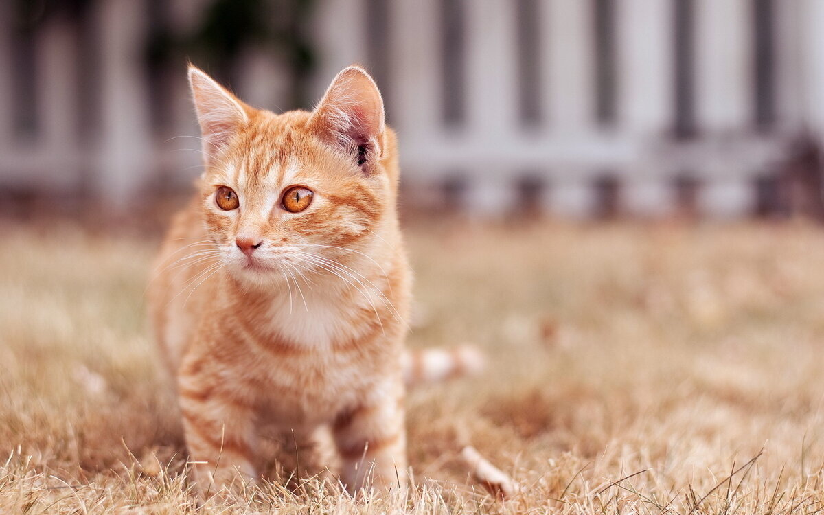 котенок гуляет