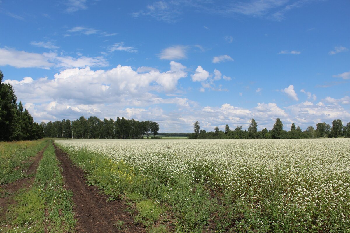 Гречиха.