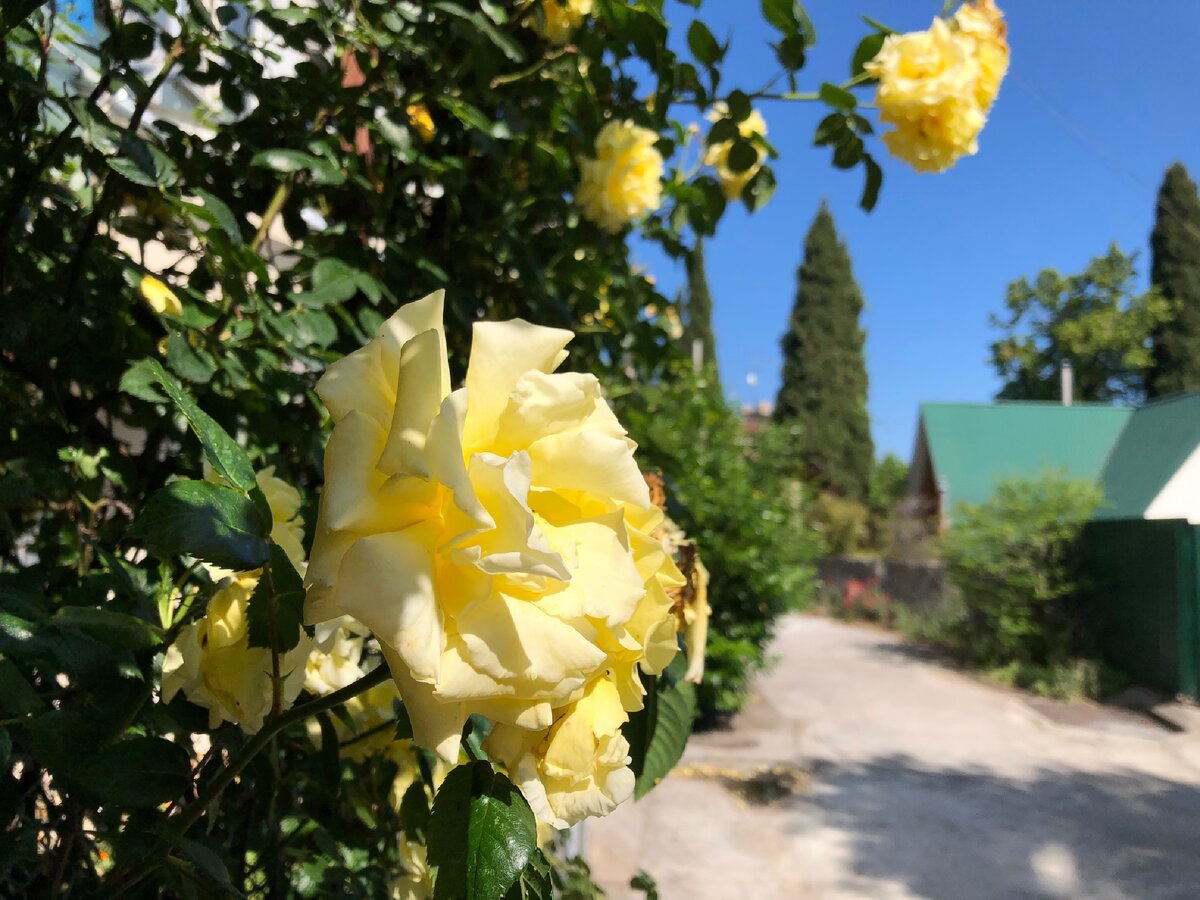 Ялтинская улочка