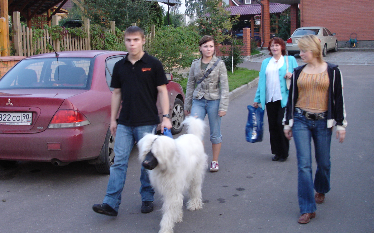 представитель породы Южно-русская овчарка:собака для сильных духом и уверенных людей