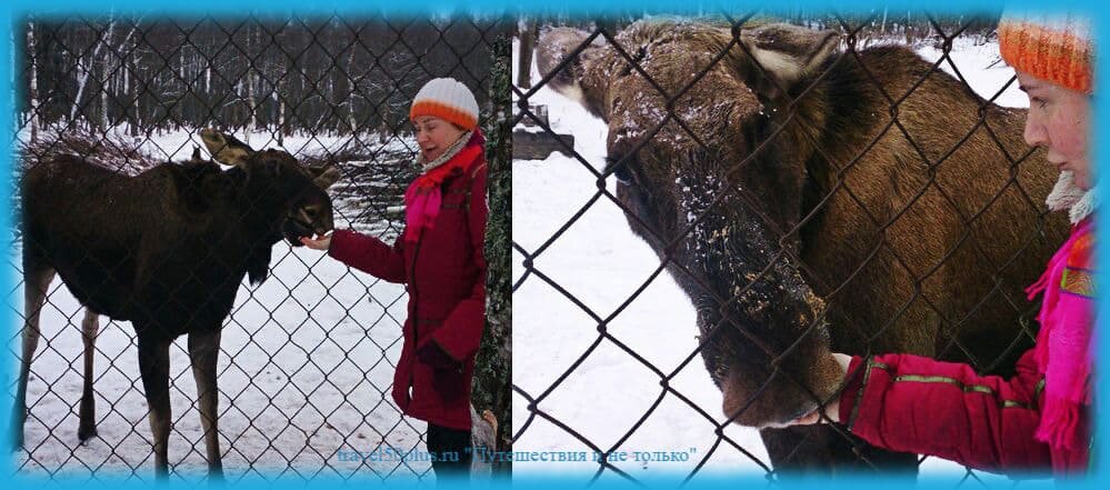 Вот так кормить лосей вполне безопасно (на Сумароковской лосеферме)