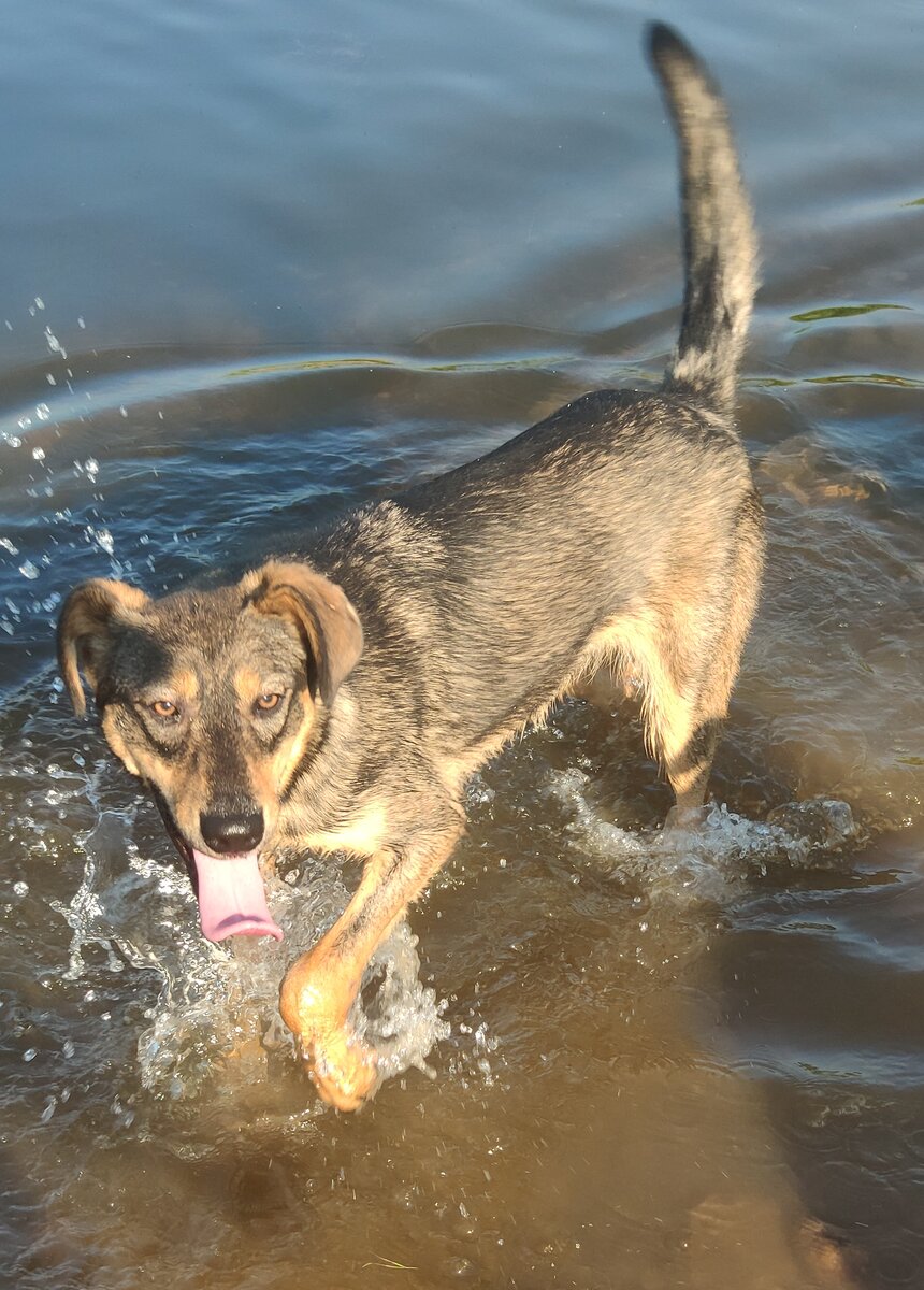 Статная красавица Малинка