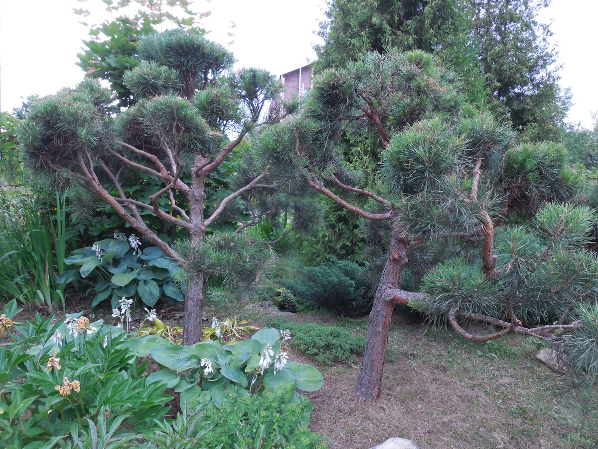 А это ракурс неудачный. Но мы отсюда на сосны не смотрим. Подходим сюда только когда прополка, скашивание газона и т.п. Сосны свежепостриженные, страшненькие, но через пару недель распушаться