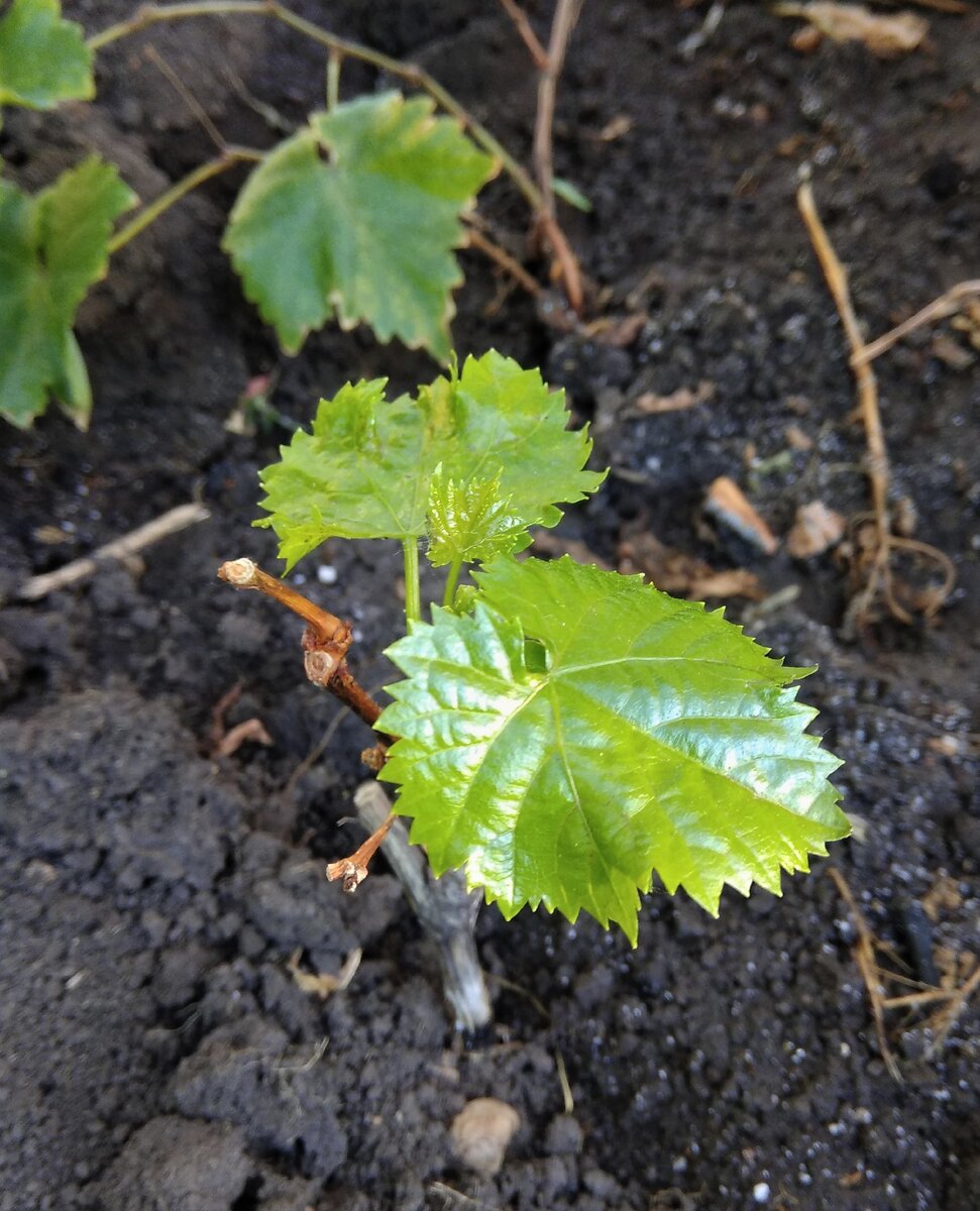 Кишмиш 342 в день посадки