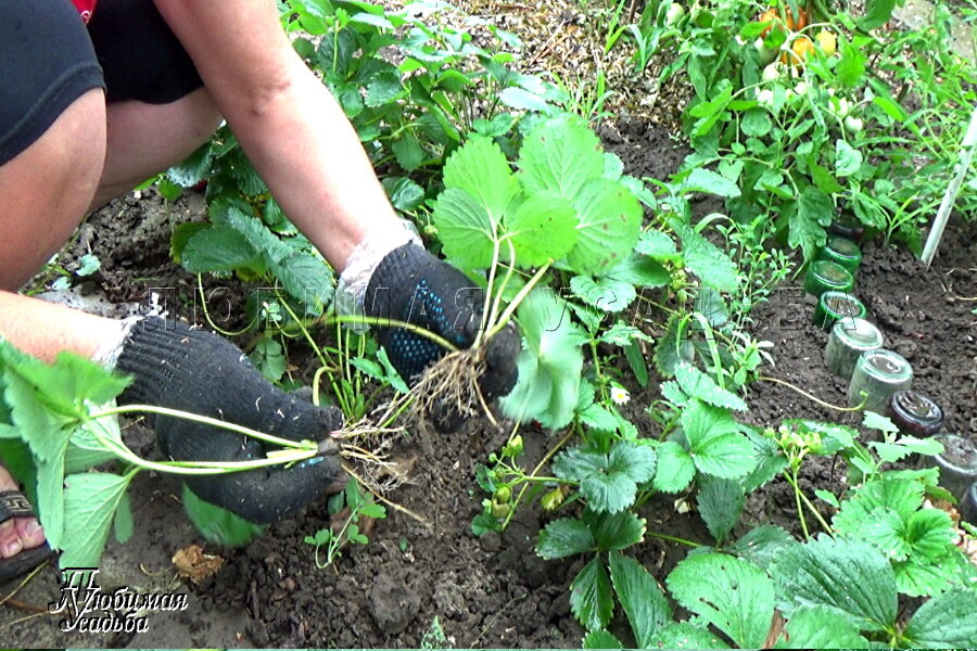 разбираюсь с усиками, чищу куст, рыхлю растение