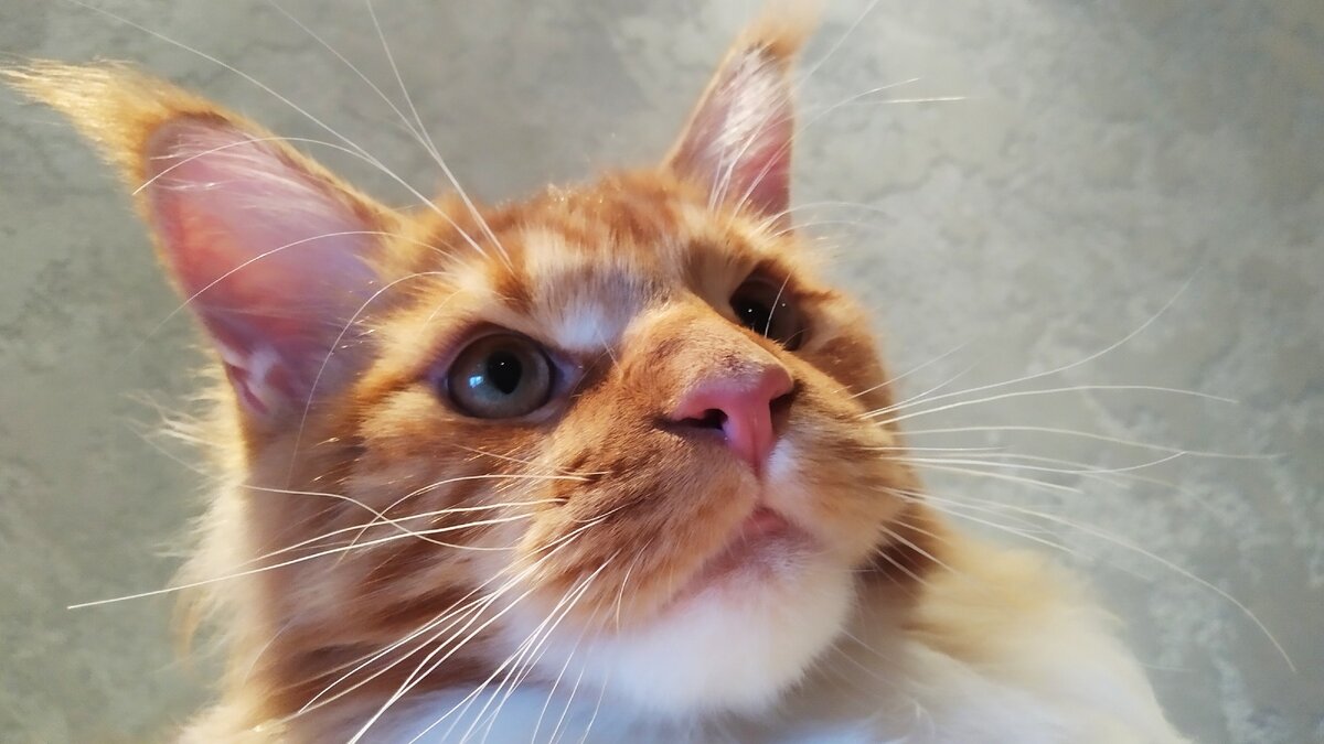 Мейн кун Стëпа. 