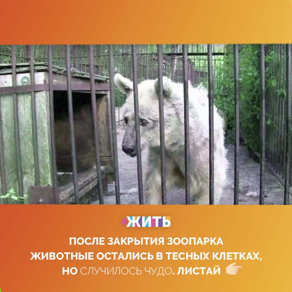 Для проверки, [16.07.20 11:32] [Переслано из Копирайтер новый (Polina)]
18 июля Алена
Медведица

Фифи - сирийский бурый медведь, первые 10 лет жила в придорожном зоопарке в довольно тесной клетке, потом зоопарк закрыли, а она и три других медведя еще целых 20 лет оставались в тех же клетках без выгула, не говоря уже про плавание в бассейне😢

И вот, у зоопарка появился новый хозяин. Вы только посмотрите, как изменилась жизнь медведицы🙌

Как это замечательно, что мир не без добрых людей, которые не остаются в стороне от чужих бед. Спасибо!🙏

#жить #проектжить