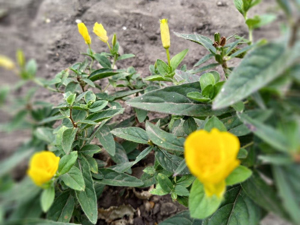 Энотера вечером, ночная свеча. Авторское фото