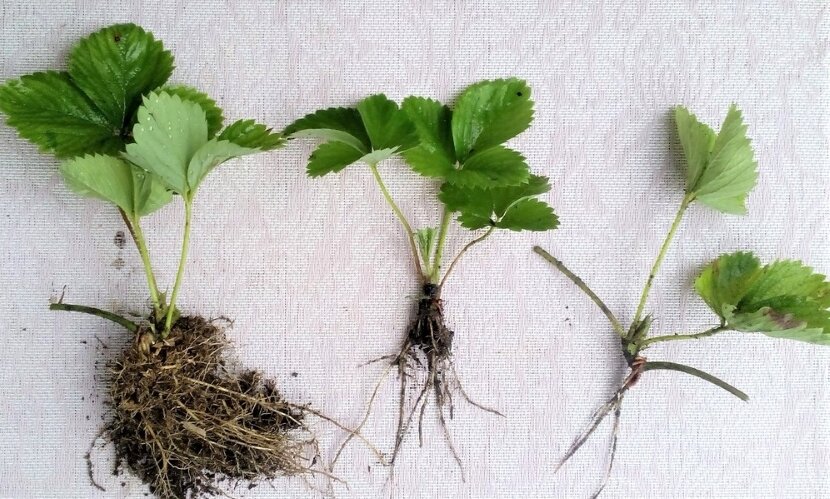 Розетки клубники. Какие из них лучшие — вот вопрос. Фото автора 