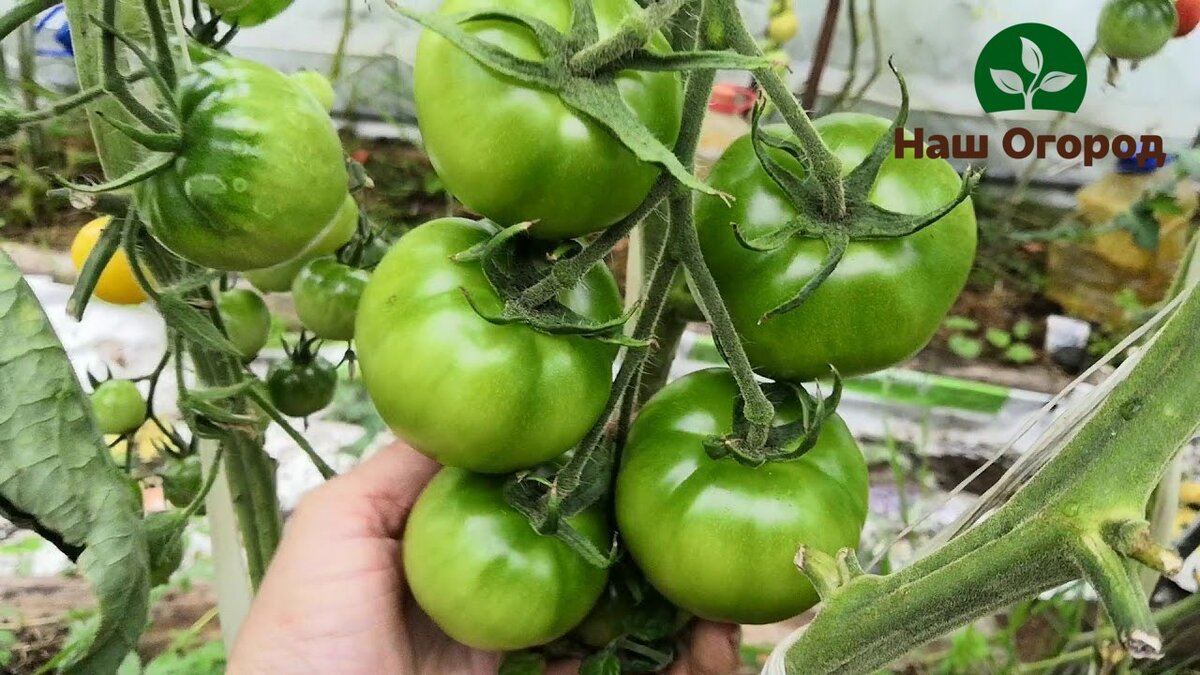 Ускорьте рост томатов простыми методами