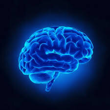 Мозг 🧠 в ультрафиолетовом цвете)