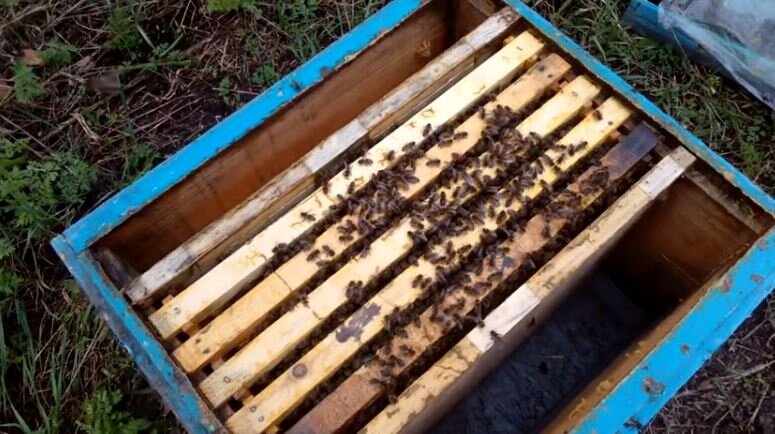 Что делать если в улье нет расплода?